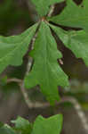 Overcup oak